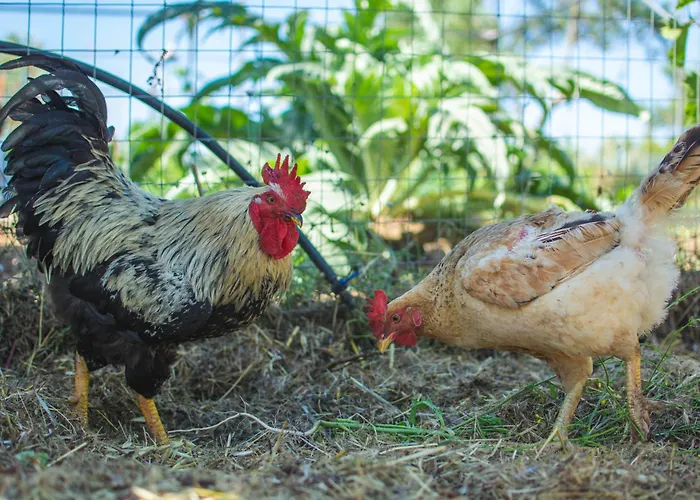 Feriehus Nectar Varakes